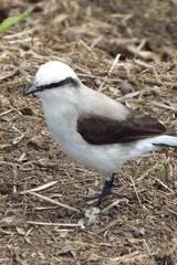 Fluvicola nengeta