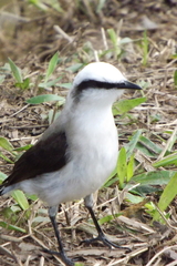 Fluvicola nengeta
