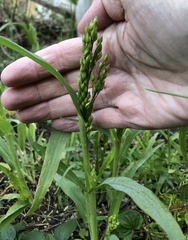 Panicum miliaceum