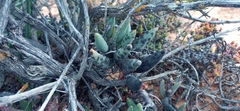 Adromischus filicaulis