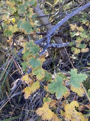 Ribes montigenum
