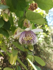 Passiflora actinia