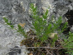 Galium