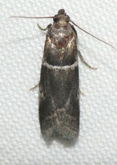 Quasisalebria atratella