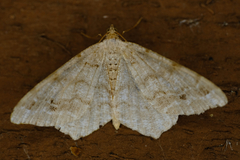 Macaria pinistrobata