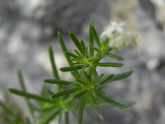 Galium