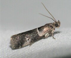 Quasisalebria atratella