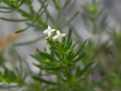Galium
