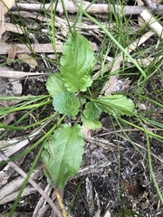 Scrophularia auriculata