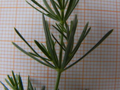Galium
