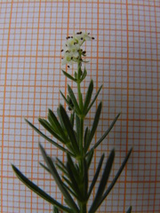 Galium