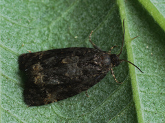 Endothenia ustulana