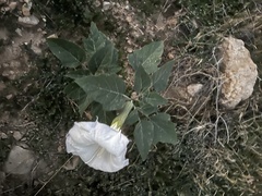 Datura