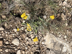 Psilostrophe tagetina