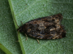 Endothenia ustulana
