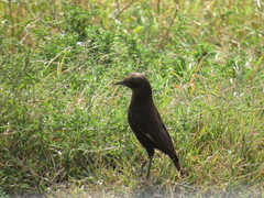 Myrmecocichla aethiops