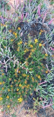 Gorteria integrifolia