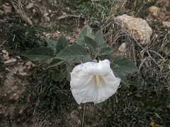 Datura