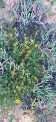 Gorteria integrifolia