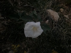 Datura
