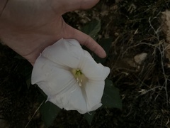Datura