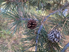 Pinus contorta