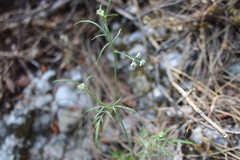 Torilis arvensis