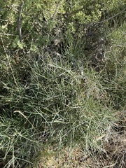 Ephedra antisyphilitica