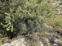 Ephedra antisyphilitica
