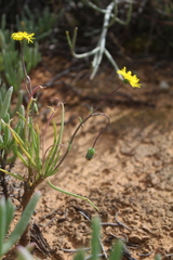 Crassothonna protecta