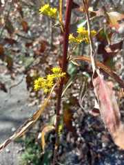 Solidago arguta
