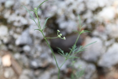 Torilis arvensis