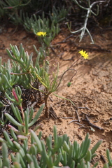Crassothonna protecta