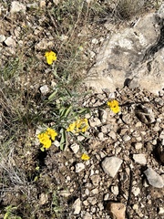 Psilostrophe tagetina