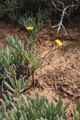Crassothonna protecta