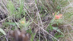 Castilleja hispida acuta