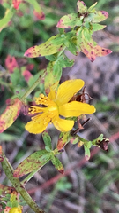 Hypericum perforatum