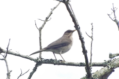 Turdus amaurochalinus