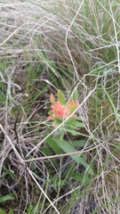 Castilleja hispida acuta