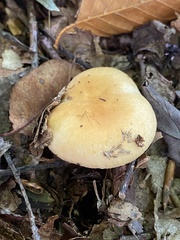 Russula grata