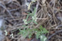 Torilis arvensis