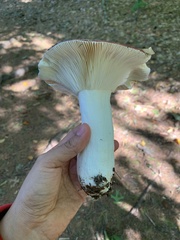 Russula xerampelina