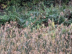 Schoenoplectus lacustris