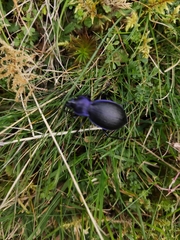 Carabus problematicus