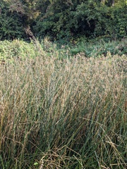 Schoenoplectus lacustris