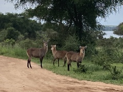 Kobus ellipsiprymnus defassa