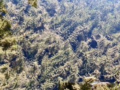 Elodea canadensis