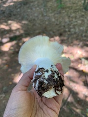 Russula xerampelina