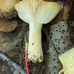 Russula grata