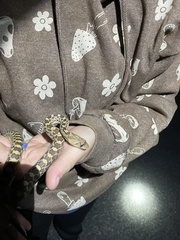 Pituophis catenifer affinis